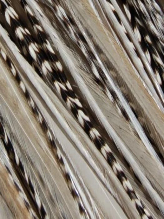 Hair Feathers | Natural Hair 8 Hair Feathers | Natural Hair - Image 6